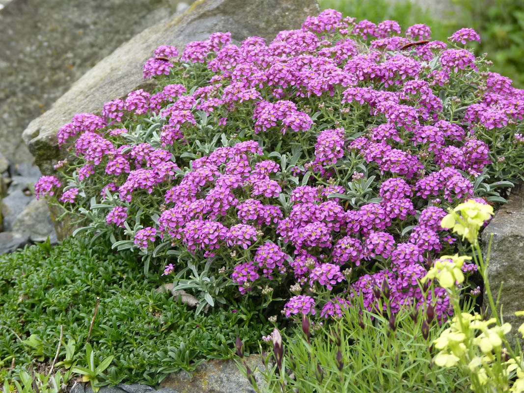 Ptilotrichum spinosum 'purpureum' en fleurs dans un environnement ensoleillé et sec